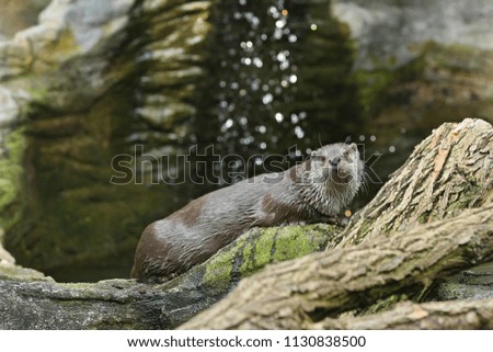 Very cute river otter in the nature habitat. Wild animals in captivity. Beautiful and endangered european mammals. River otters playing in the water. Lutra lutra.