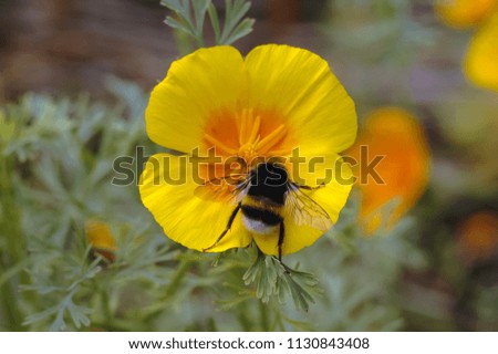 Close up on a Eschscholzia californica flower commonly known as California poppy or Golden poppy