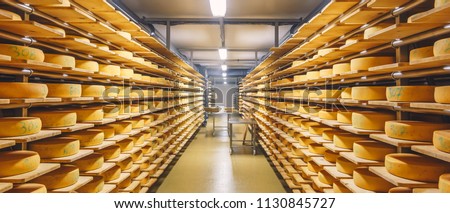 shelves with cheese at a cheese warehouse Royalty-Free Stock Photo #1130845727