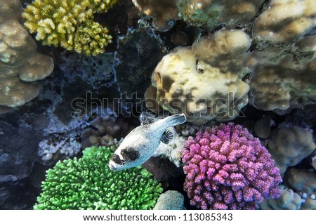 Coral  in the Red Sea.Masked Puffer.Egypt