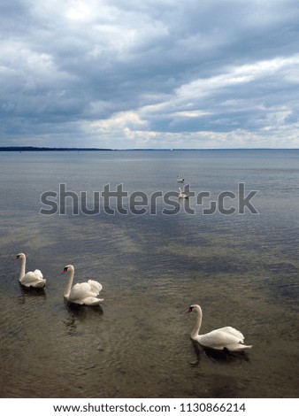 White swans on a big lake