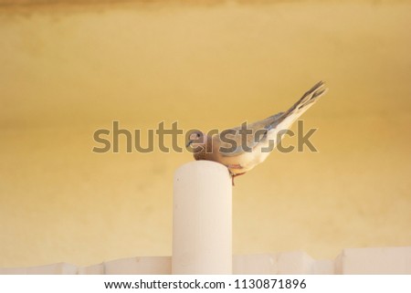 Morning (Mourning) dove (Zenaida macroura) dove sitting on a tube of a metallic fence.