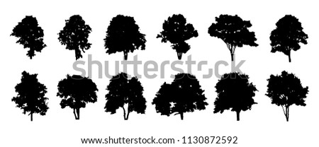 tree collection in silhouette on white background design by vector