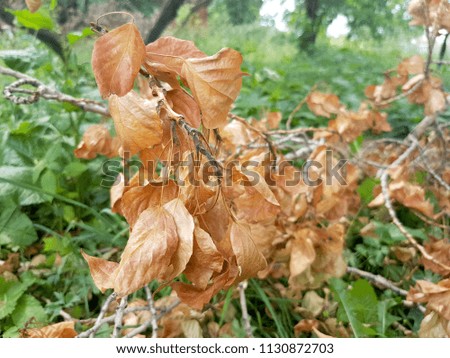Dry, yellow leaves from a tree against a background of green grass, in summer.