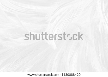 Beautiful white feather pattern texture background for Decorative design ,wallpaper and other