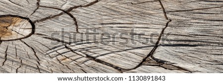 background, pattern. Stump. wooden textured texture. Cutting a cross-tree with annual rings. capable of cutting something.