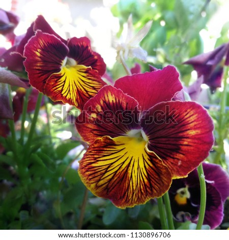 Pansies red and yellow