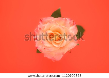 Pink rose on red background.