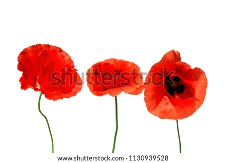decorative elements red beautiful poppy flowers on white isolated background