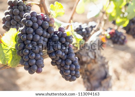 Red Wine Grapes Growing on Old Grapevine Closeup