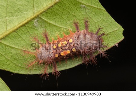 Top view of beautiful caterpillar on green leaves isolated on black