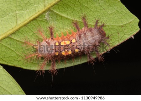 Top view of beautiful caterpillar on green leaves isolated on black