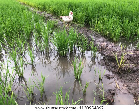 Duck in the Paddy Field