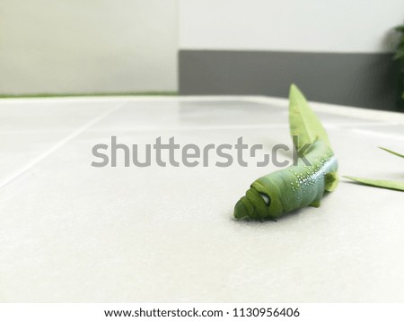 Oleander hawk-moth caterpillar eating leaf