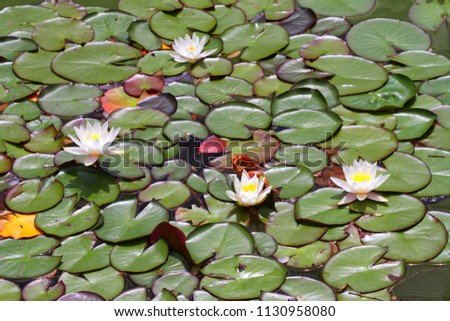 Four white water lilies in a pond water