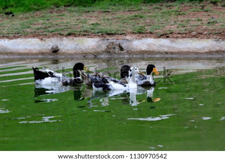 ducks swimming in the pond or water buddy