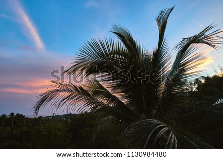 Palm leaves against the background of spectacular sunset over the island    