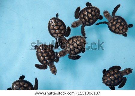 Turtle sea in aquarium for safe them from bad guy and bad animal