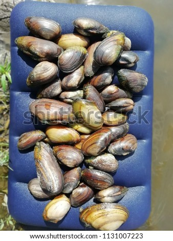 Fished river mussels. Heap of fresh mussels. The photo.