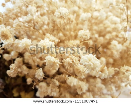 Abstract background, Soft Focus of dried flowers as a background, vintage Style concept