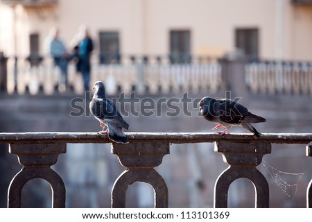two doves on foreground and two blurred people on background on the other side of river, cityscape romantic picture