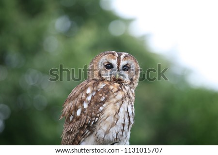 Forward facing Tawny Owl