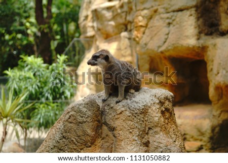 Meerkat (Suricata suricatta) lives in groups of 20-50 in Kalahari and Namib Desert of Southern Africa. The small carnivora is primarily insectivorous, but also feeds on small vertebrates and egg.