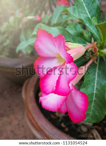 Desert Rose (Adenium obesum) Pink flowers bloom on a tree in a pot.