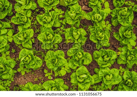 Butterhead Lettuce salad plantation, green organic vegetable leaves.