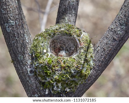 The nest of the common finch, Fringilla coelebs, with eggs. Royalty-Free Stock Photo #1131072185