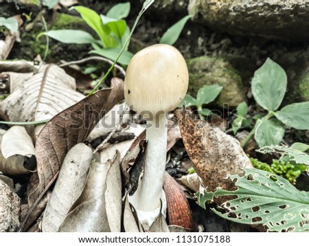 Mushroom nature pictures