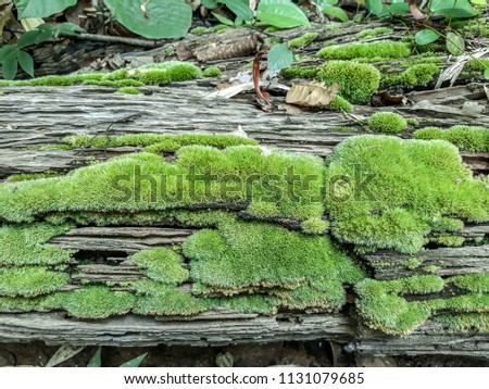 Moss nature pictures