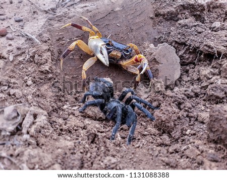 crab and spider - nature pictures