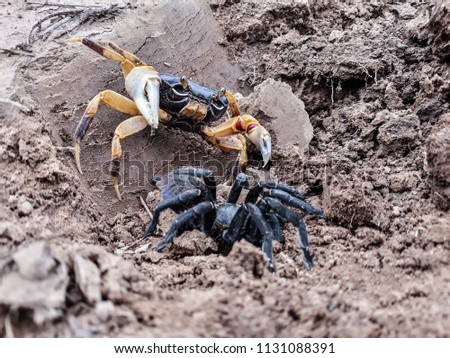 crab and spider - nature pictures