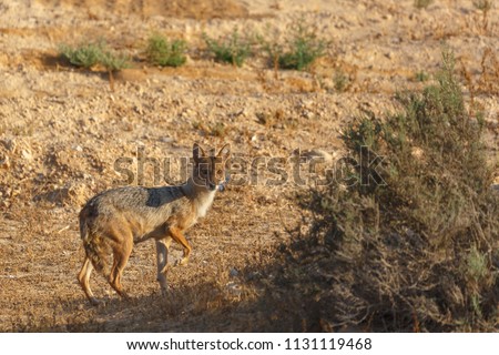 The jackal with broken front leg standing front of photographer