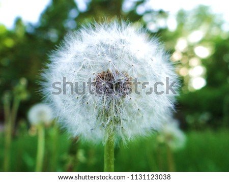 macro close up picture of a seeding dandelion with green grass and trees in background highly detailed image 