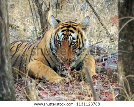 Bengal tiger devouring his prey at Ranthambore Park, India