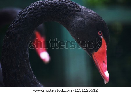 Beautiful black swan.