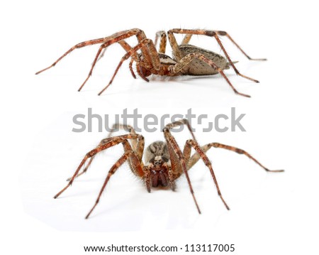 The Hobo Spider, Tegenaria Agrestis isolated on white Royalty-Free Stock Photo #113117005