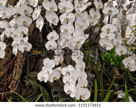 This is the orchids the farmer keep in temperature control house. in Buriram, Thailaand.
