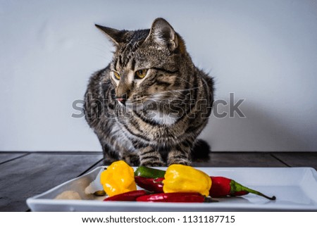 House cat and colorful chilli pepper