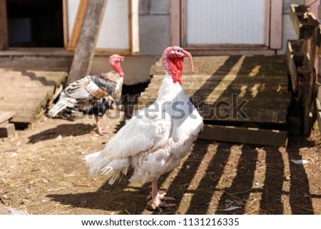 Turkeys on the Farm.