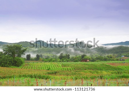 soy plants with landscape