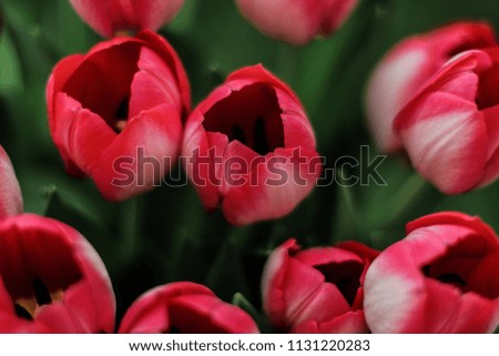 Isolated close up picture of fresh pink red tulips from Amsterdam Holland The Netherlands, in the garden at spring summer. With natural daylight. 