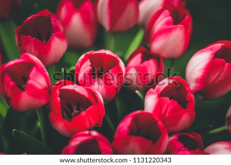 Isolated close up picture of fresh pink red tulips from Amsterdam Holland The Netherlands, in the garden at spring summer. With natural daylight. 