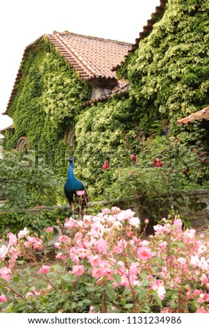 The blue peacock of the pheasant family stands on an ancient stone pillar in the garden among the pink roses of an ancient manor of the 11th century of Quinta da Aveleda, Portugal, June 5, 2018 Royalty-Free Stock Photo #1131234986