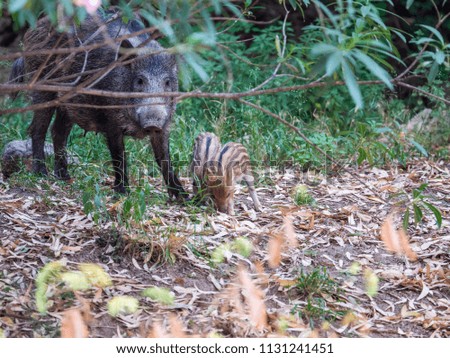 Wild boar mum and pigletts in the forest