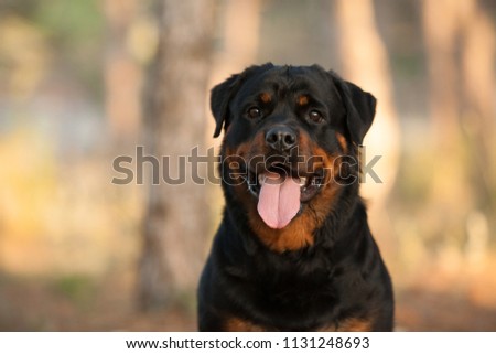 dog of the Rottweiler breed on a walk Royalty-Free Stock Photo #1131248693