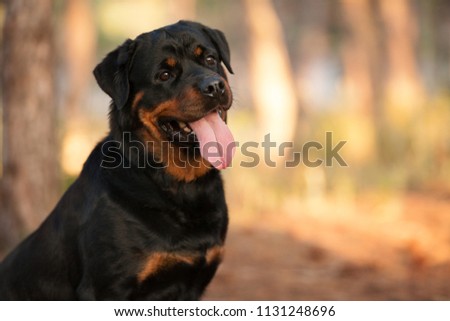 dog of the Rottweiler breed on a walk Royalty-Free Stock Photo #1131248696