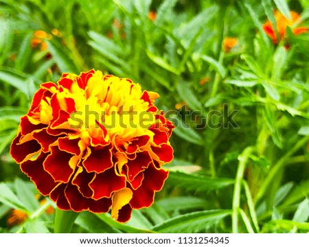 Close up of beautiful Orange yellow marigold flower, petals with gradients effect, Macro of marigold in flower bed sunny day  summer concept